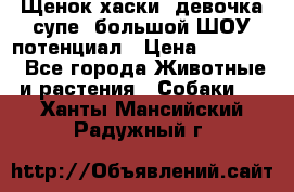 Щенок хаски, девочка супе, большой ШОУ потенциал › Цена ­ 50 000 - Все города Животные и растения » Собаки   . Ханты-Мансийский,Радужный г.
